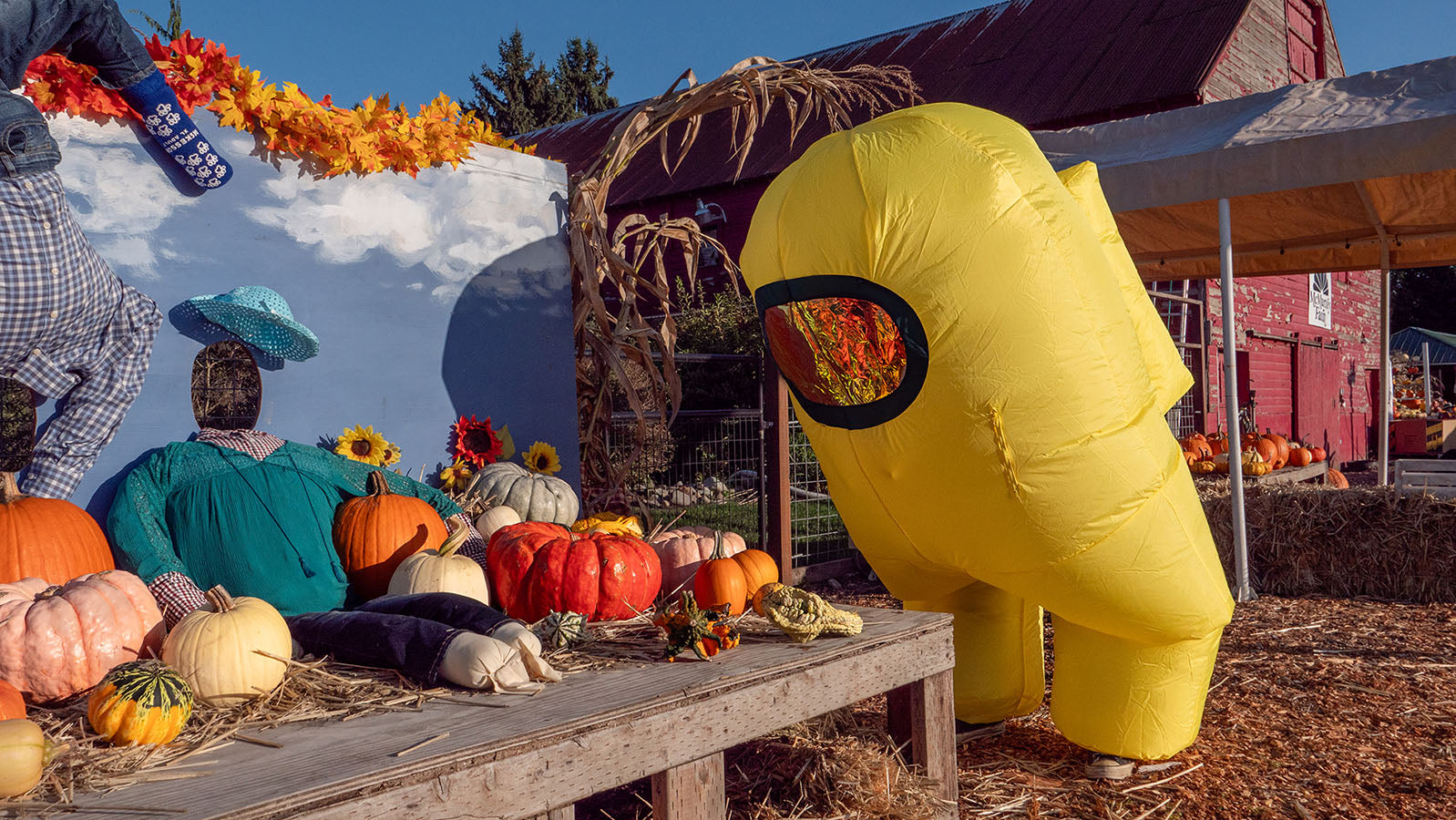 A photograph of the yellow inflatable Crewmate leaning over a table looking at an arrangement of seasonal gourds and pumpkins.