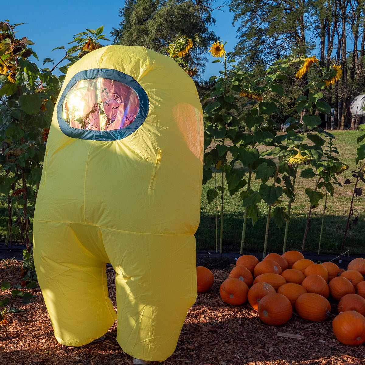 A photograph a yellow inflatable Crewmate standing at a three-quarter angle, looking left, in front of a pumpkin patch and sunflowers. 