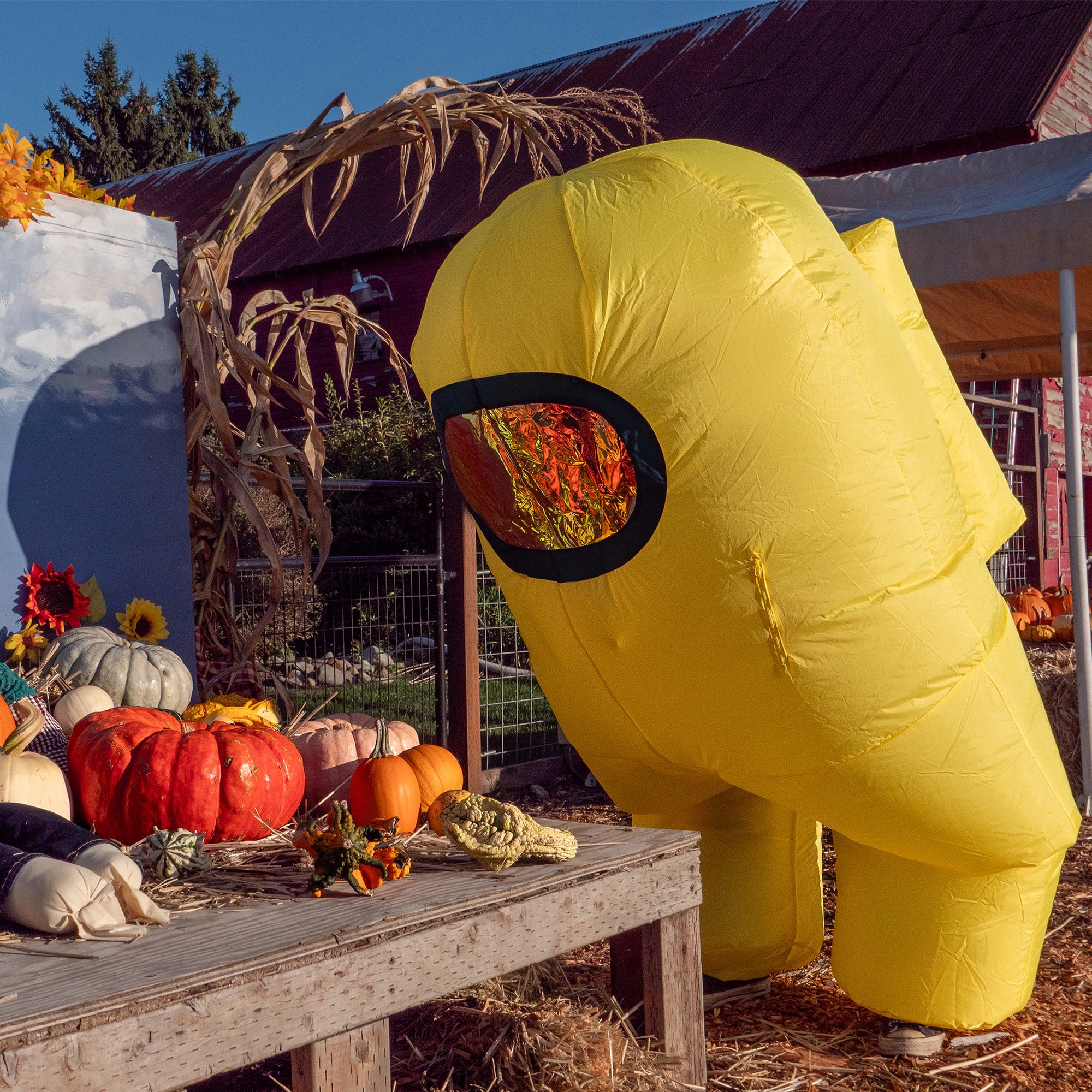  A photograph of the yellow inflatable Crewmate leaning over a table looking at an arrangement of seasonal gourds and pumpkins.