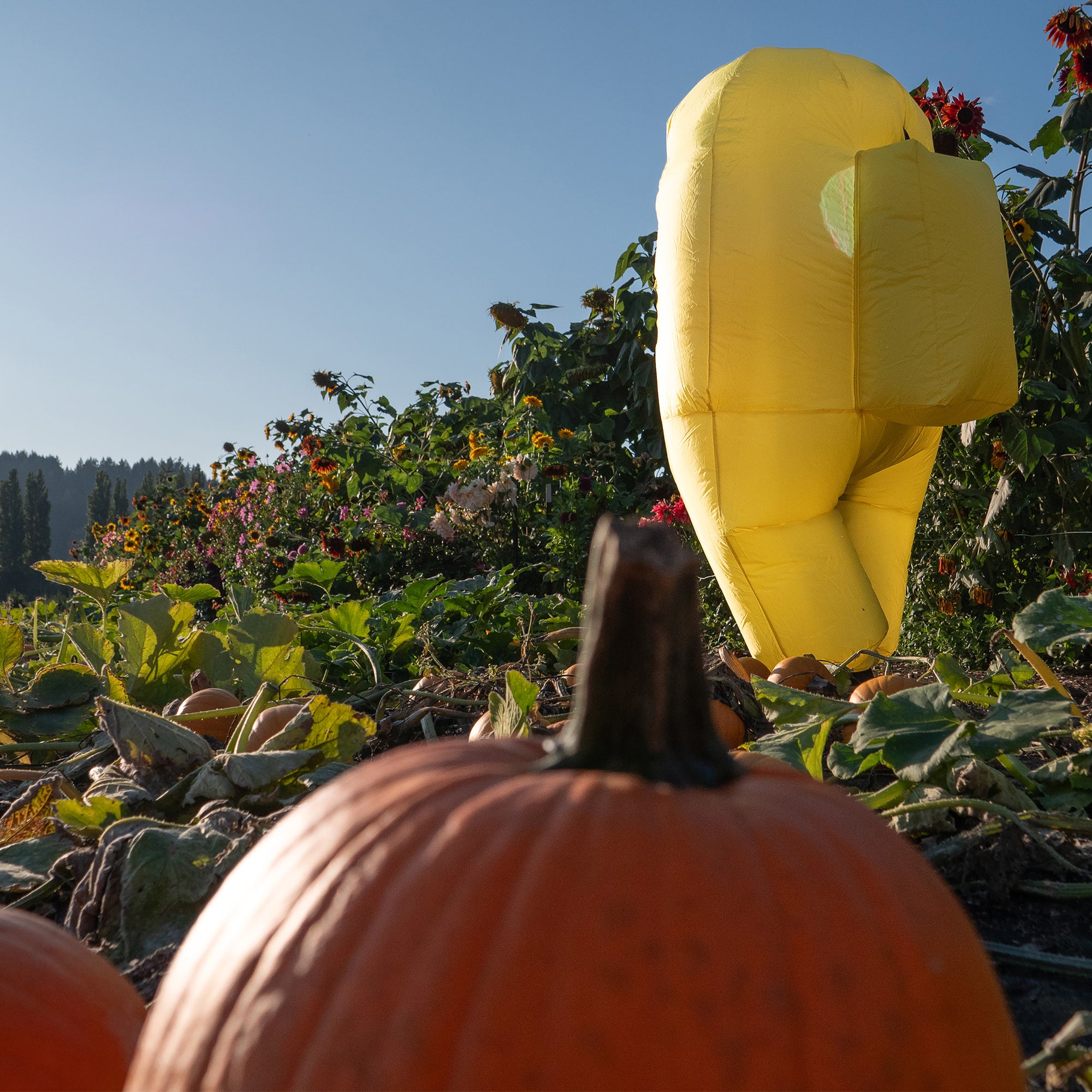  A photograph of the yellow inflatable Crewmate leaning over a table looking at an arrangement of seasonal gourds and pumpkins.