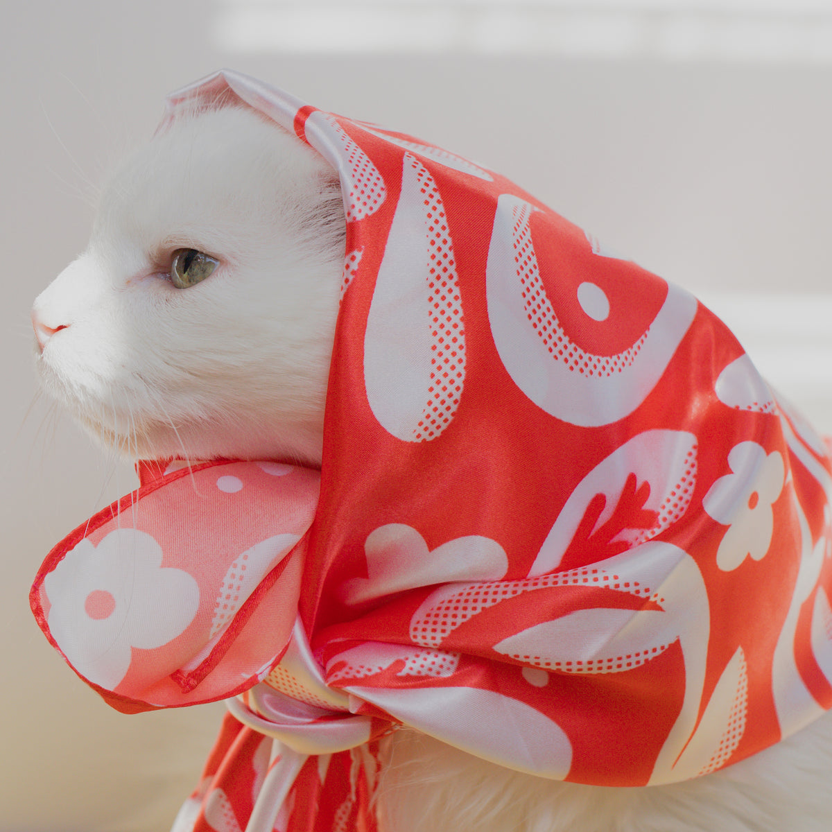 A white cat wearing the scarf tied gently around its head.